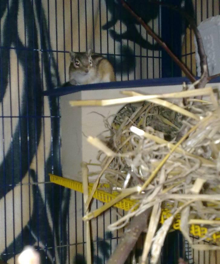 Jordegern Shrek billede 1