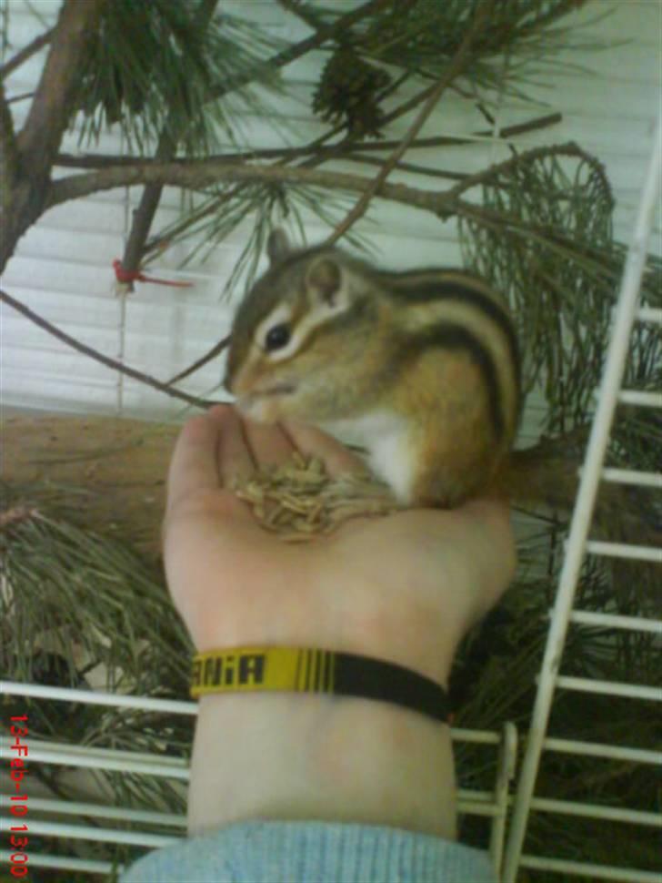 Jordegern Emma/Fiona billede 1