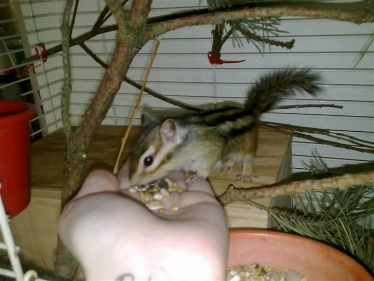 Jordegern Emma/Fiona billede 2