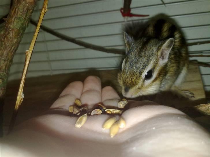 Jordegern Emma/Fiona billede 3