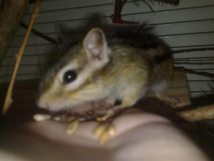 Jordegern Emma/Fiona billede 4