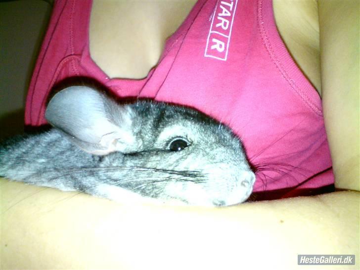 Chinchilla Muffegårdens Olga billede 2