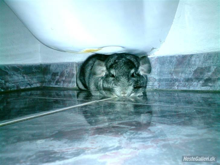 Chinchilla Muffegårdens Olga billede 3