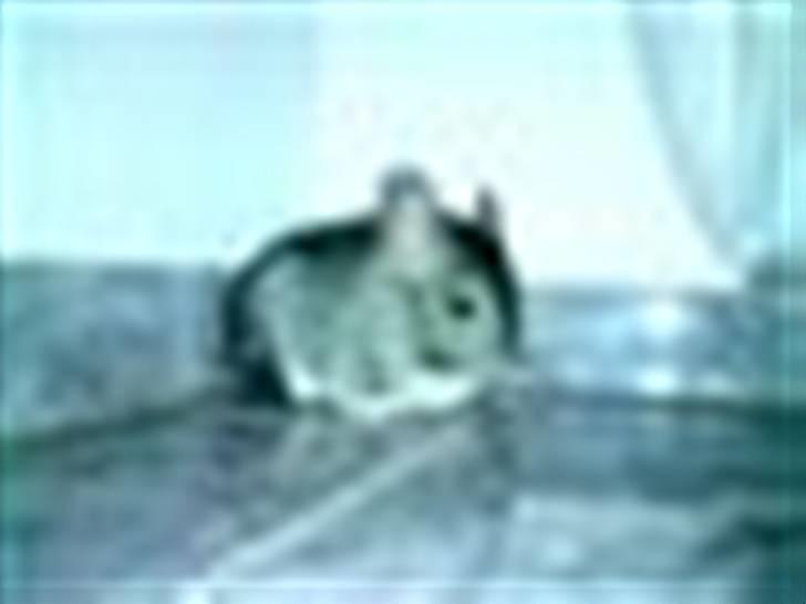 Chinchilla Muffegårdens Olga billede 4