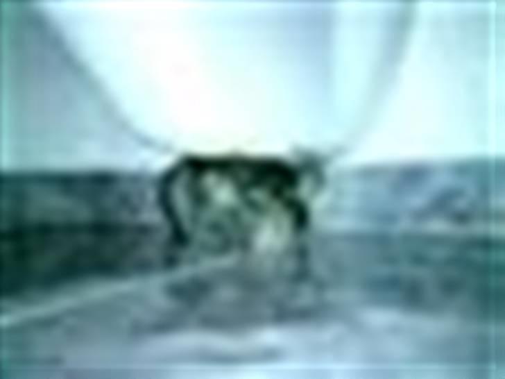 Chinchilla Muffegårdens Olga billede 5