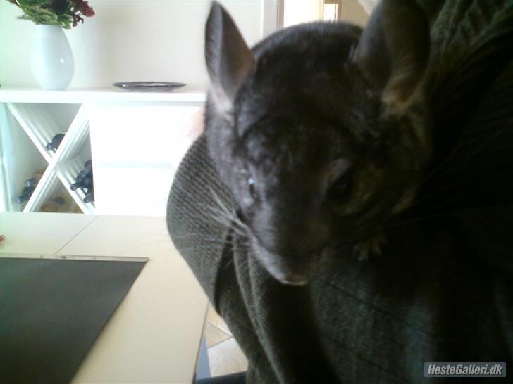 Chinchilla Muffegårdens Olga billede 6