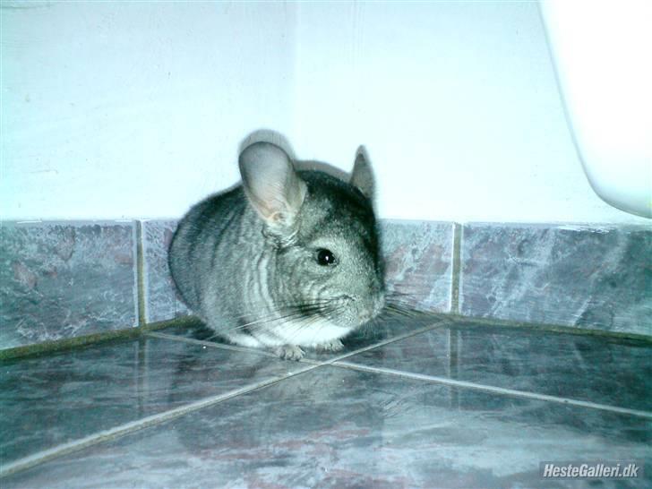 Chinchilla Muffegårdens Olga billede 7