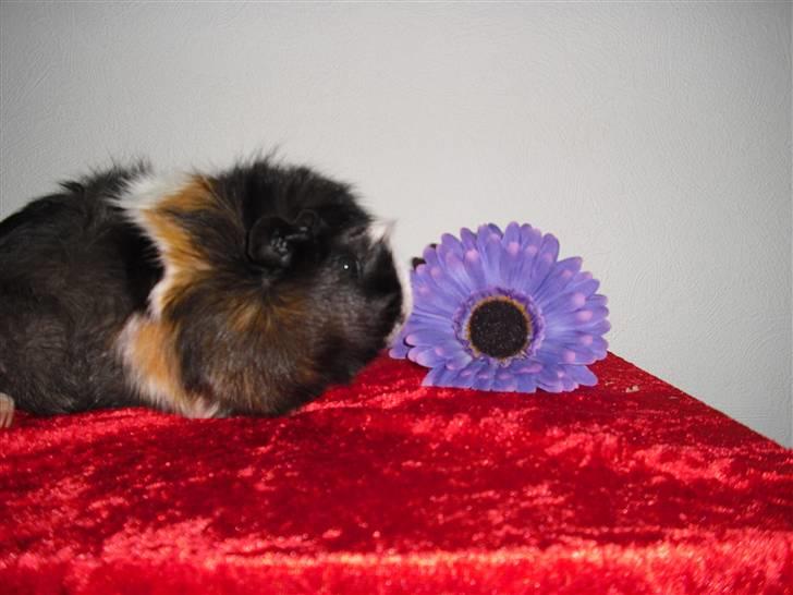 Marsvin Krølle billede 3