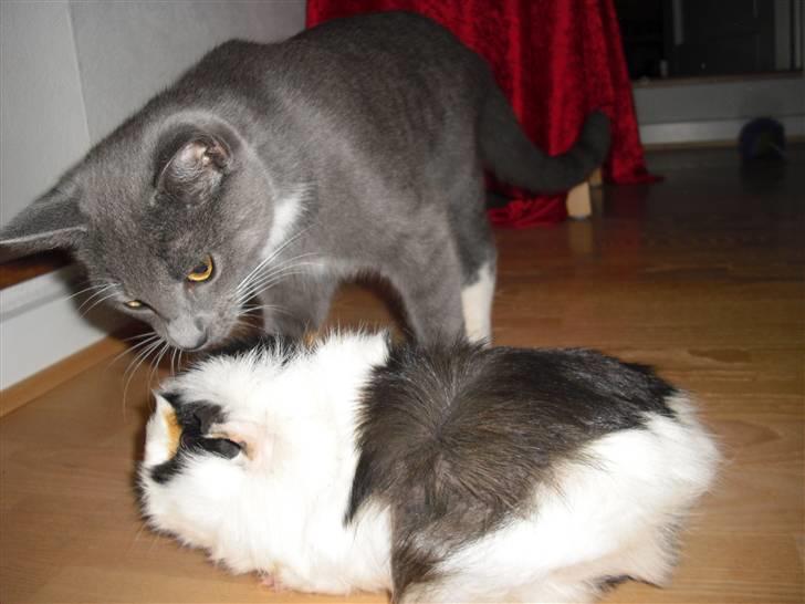 Marsvin Krølle billede 5