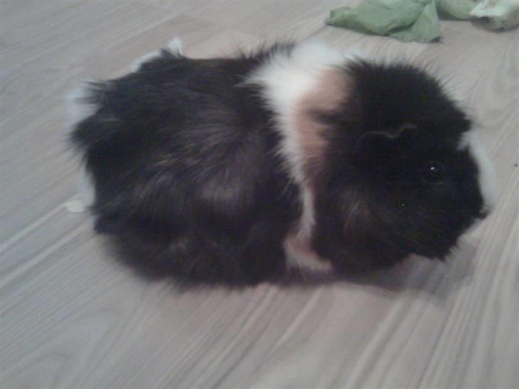 Marsvin Krølle billede 6