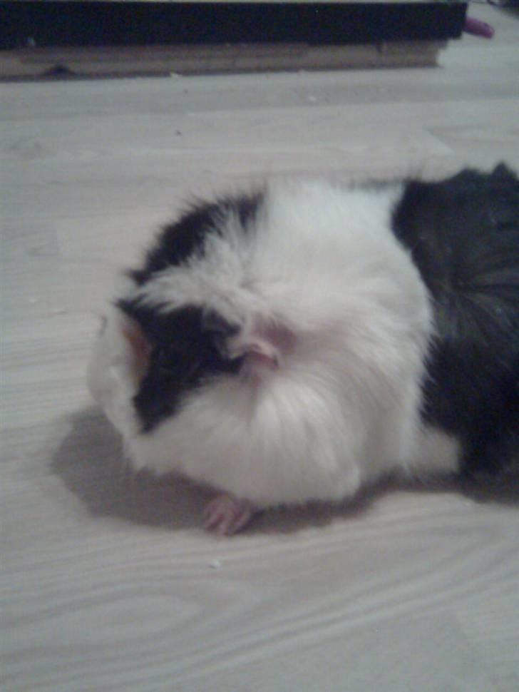 Marsvin Krølle billede 7