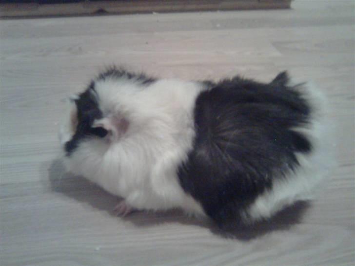 Marsvin Krølle billede 8