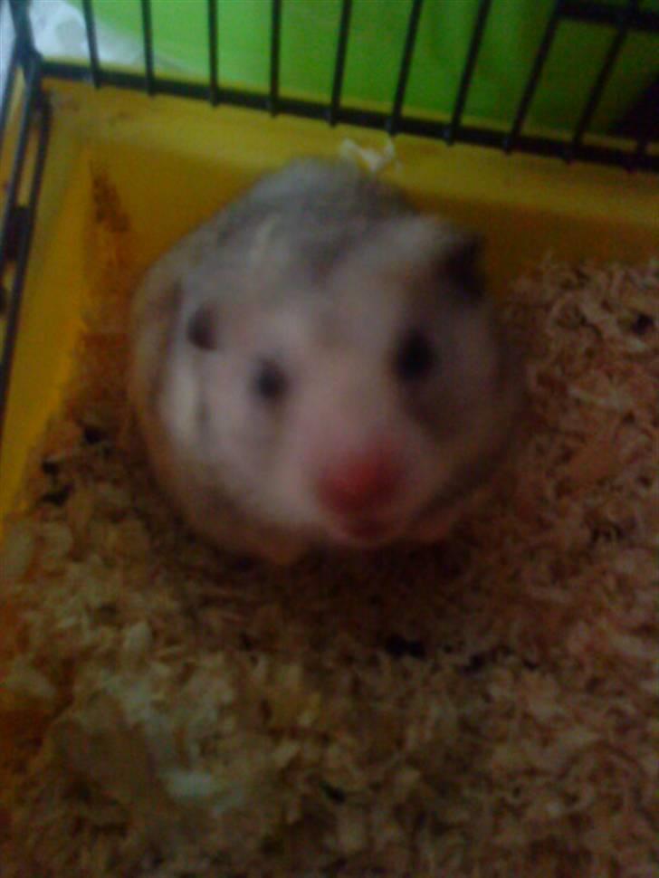 Hamster Lionel/ Hr. Hamster billede 6