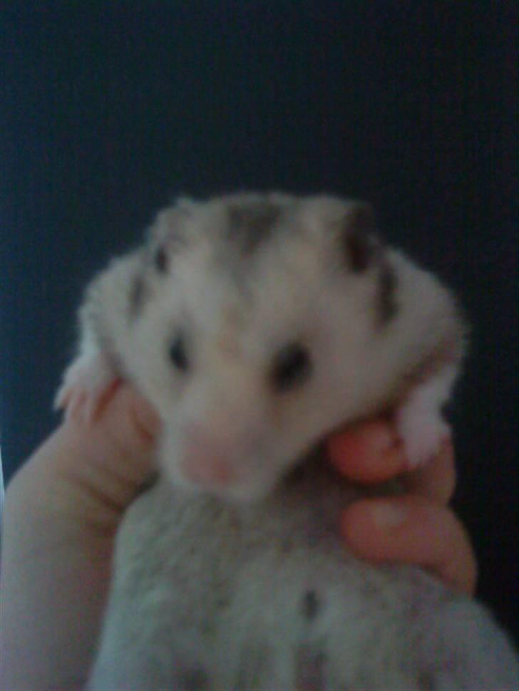 Hamster Lionel/ Hr. Hamster billede 7