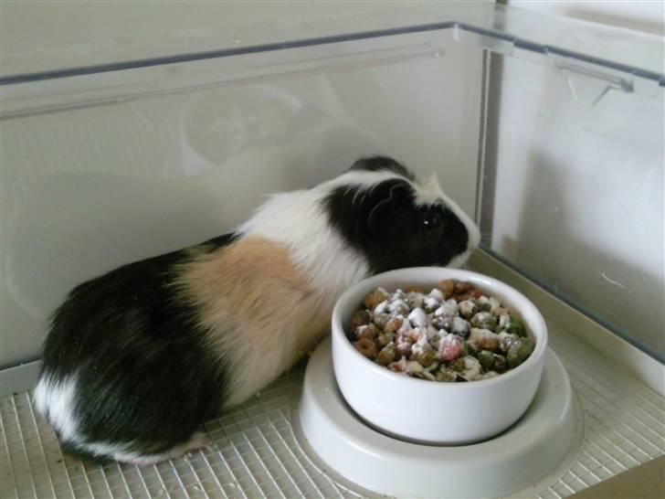 Marsvin Charlie billede 1