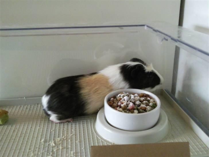 Marsvin Charlie billede 2