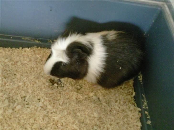 Marsvin Charlie billede 3