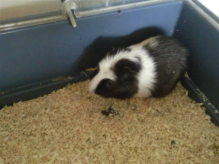 Marsvin Charlie billede 4