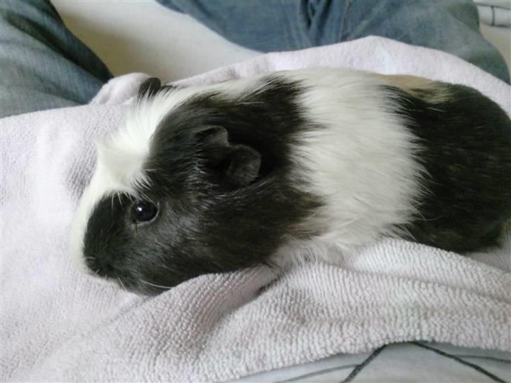 Marsvin Charlie billede 5