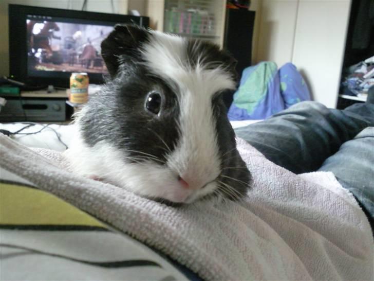 Marsvin Charlie billede 6