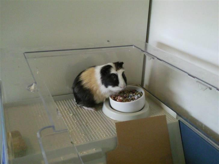 Marsvin Charlie billede 7