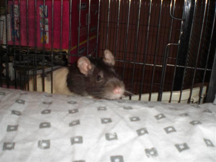 Tamrotte Yui RIP - 23/3-10 billede 12