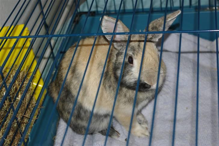 Kanin Stuart Little *Stuart* - ANSØG MIG! Jeg er ny, og har ik´ nogen venner endnu /: billede 1