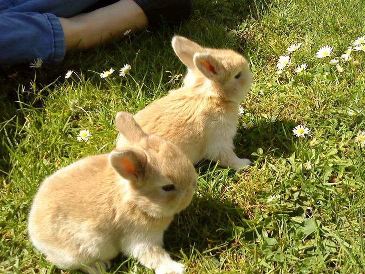 Kanin Stuart Little *Stuart* - Stuarts unger (: billede 2