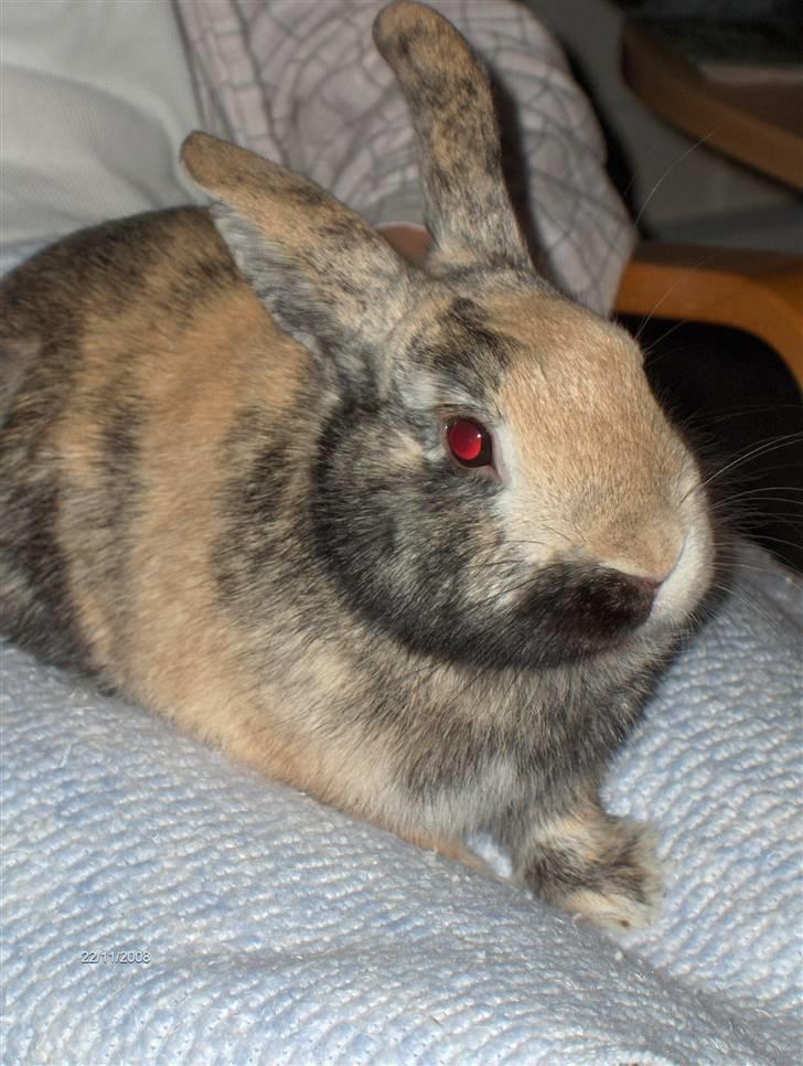 Kanin Stuart Little *Stuart* - I lalandia :b billede 3