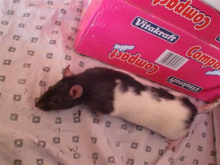 Tamrotte Yui RIP - 17/4-10 billede 13