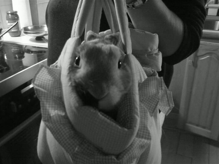 Kanin Stuart Little *Stuart* billede 4