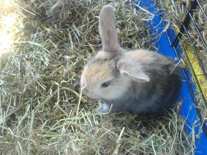 Kanin Stuart Little *Stuart* - Lige da jeg havde fået ham (: billede 5