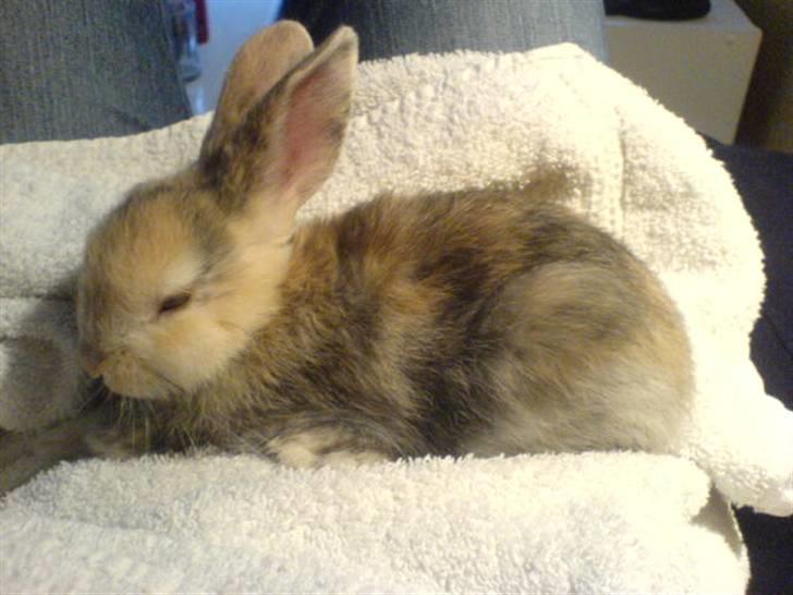 Kanin Stuart Little *Stuart* billede 6