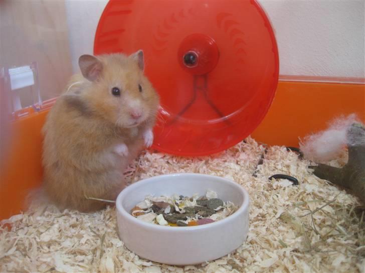 Hamster Molly  - Molly - verdens sødeste hamster <3 billede 1