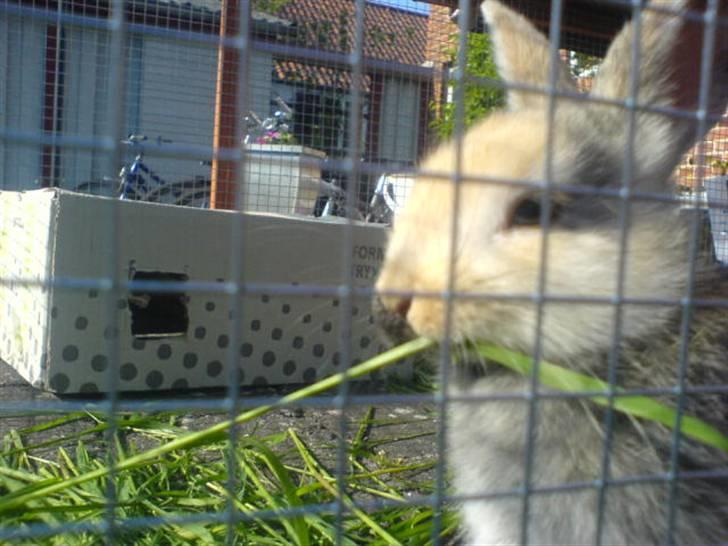 Kanin Stuart Little *Stuart* - Namnam, græs :b billede 7