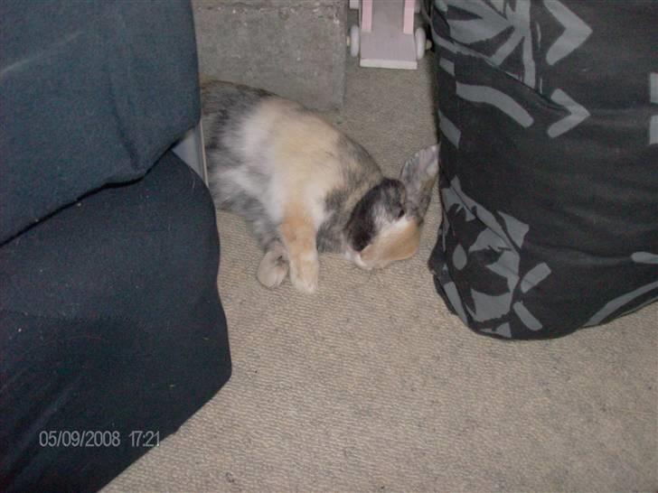 Kanin Stuart Little *Stuart* - Stuart der sover/slapper a :b billede 8