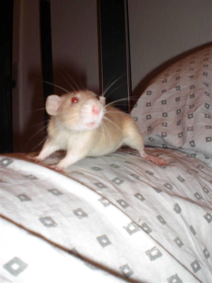 Tamrotte Safia RIP - 23/3-10 billede 7