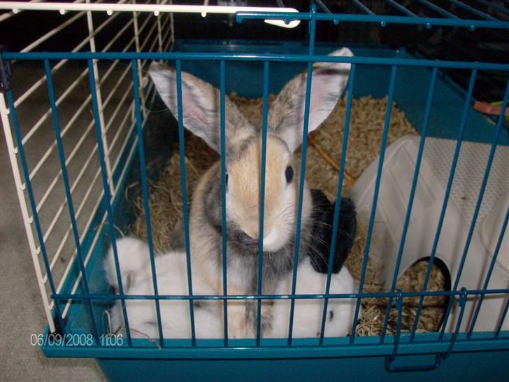 Kanin Stuart Little *Stuart* - Stuart og hans bedste ven :b (en bamse kanin) billede 9