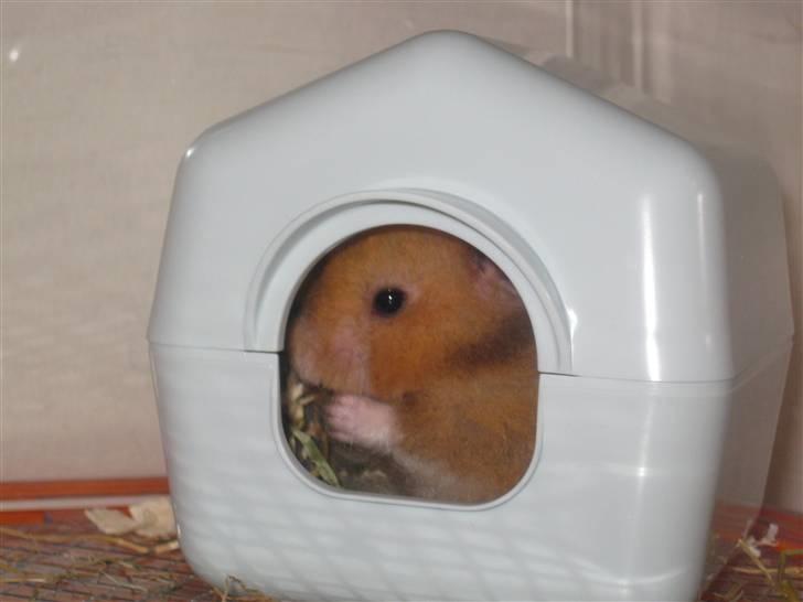 Hamster Molly  billede 2