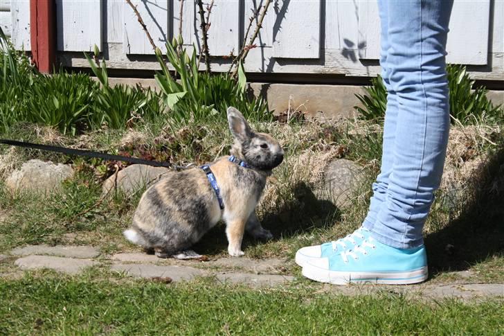 Kanin Stuart Little *Stuart* billede 10