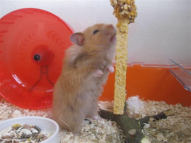 Hamster Molly  billede 3