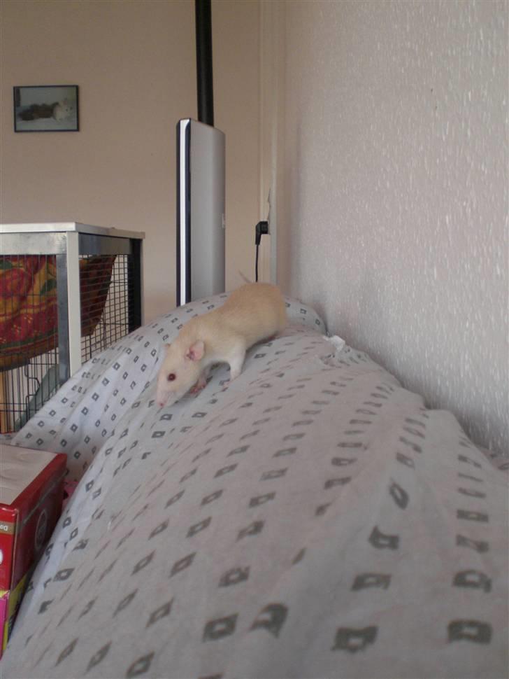 Tamrotte Safia RIP - 17/4-10 billede 8