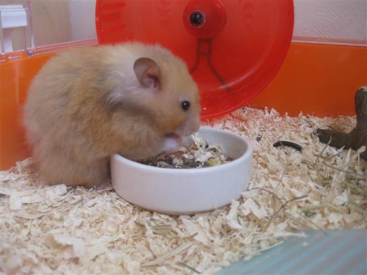 Hamster Molly  billede 4