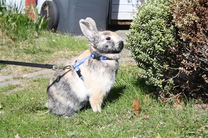 Kanin Stuart Little *Stuart* billede 11