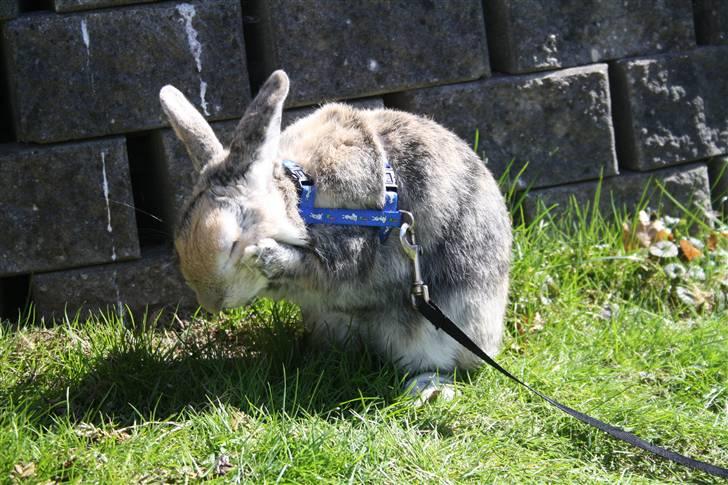 Kanin Stuart Little *Stuart* billede 12