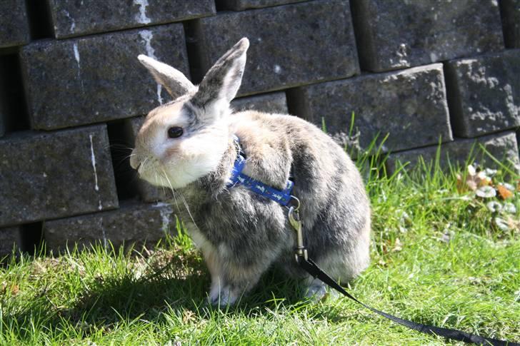 Kanin Stuart Little *Stuart* billede 13