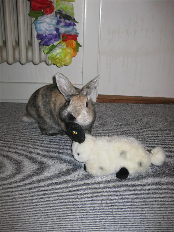 Kanin Stuart Little *Stuart* billede 14