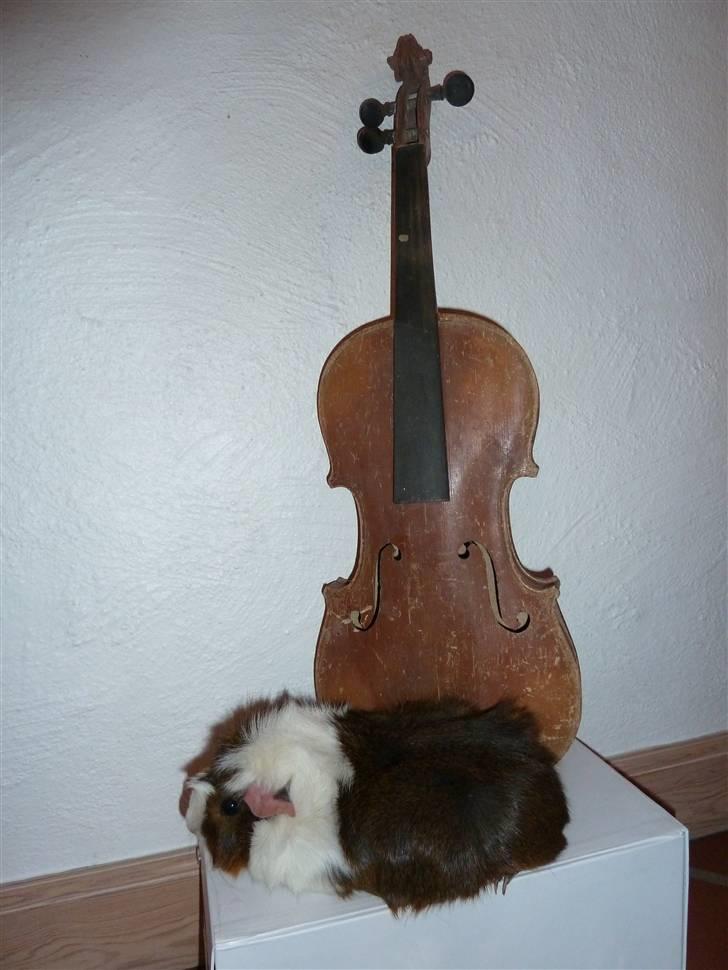 Marsvin Elmegårdens Hvirvel billede 9