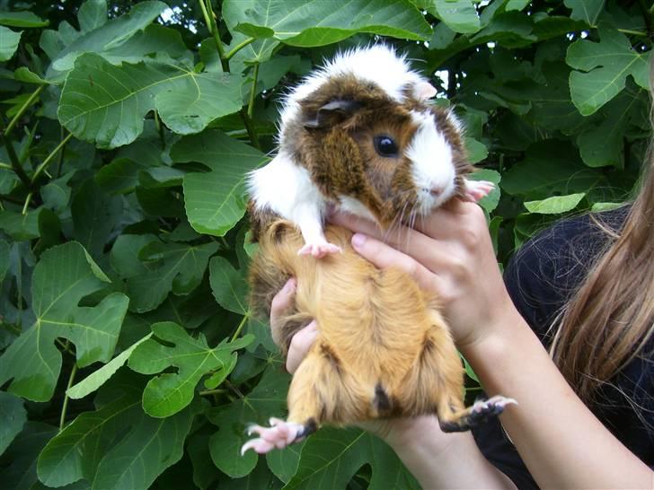 Marsvin Elmegårdens Hvirvel billede 10