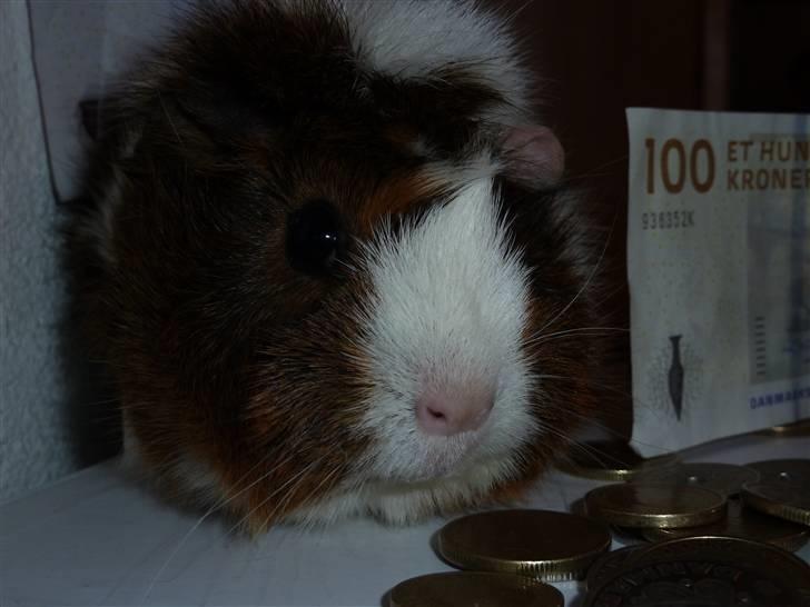 Marsvin Elmegårdens Hvirvel billede 11